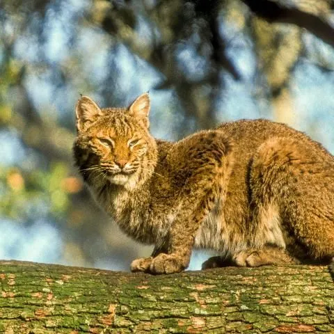 thumbnail for publication: Wildlife of Florida Factsheet: Bobcat